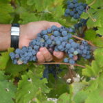 Per gli amanti dell’enoturismo nasce la vendemmia turistica